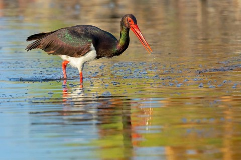 Black stork (Ciconia nigra), searching for food in the water, Lesbos Island, Greece, Europe