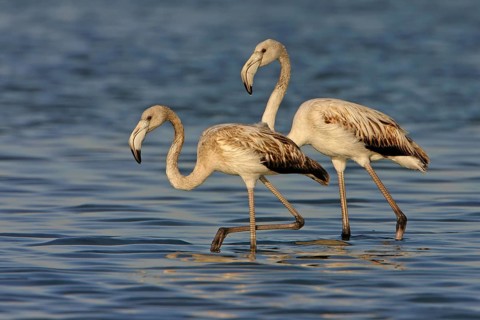 Greater flamingo (Phoenicopterus roseus), East Khawr / Khawr Ad Dahariz, Salalah, Dhofar, Oman,