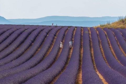 Flowering lavender field (Lavandula angustifolia) with tourists, Plateau de Valensole, Département