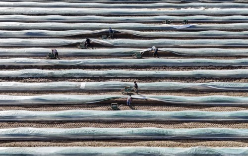 The first asparagus is harvested from a foil-covered asparagus field, Beelitz, 26/03/2024