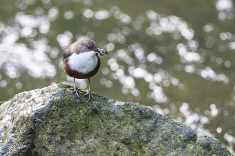 White-throated Dipper (Cinclus cinclus), at a torrent with larvae in its beak,