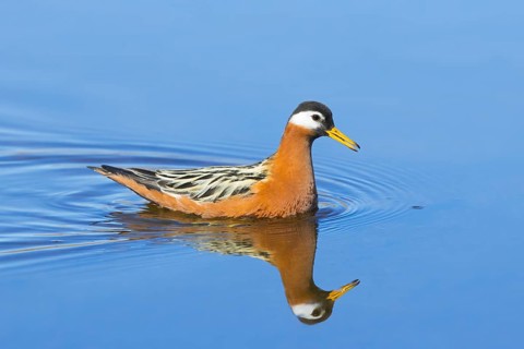 Red phalarope, grey phalarope (Phalaropus fulicarius) female in breeding plumage swimming in pond