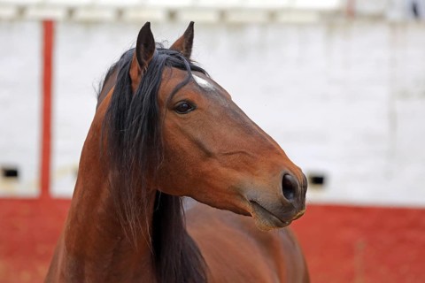 Andalusian horse, arena, portrait, headshot