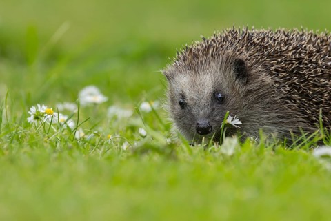 European hedgehog (Erinaceus europaeus) adult animal on an urban garden grass lawn with flowering