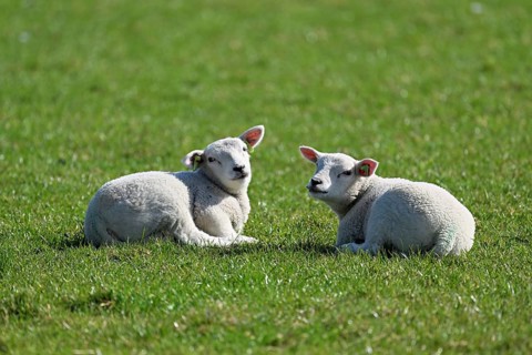 Domestic sheep (Ovis aries), two lambs sitting in a meadow, Texel, North Holland, Netherlands