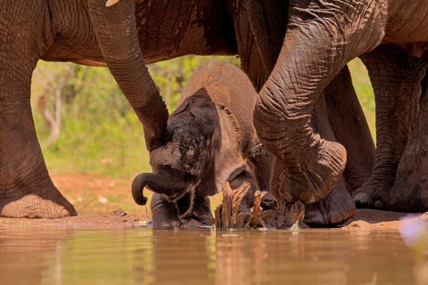 African elephant (Loxodonta africana), young animal, calf, baby elephant, mother, young animal with
