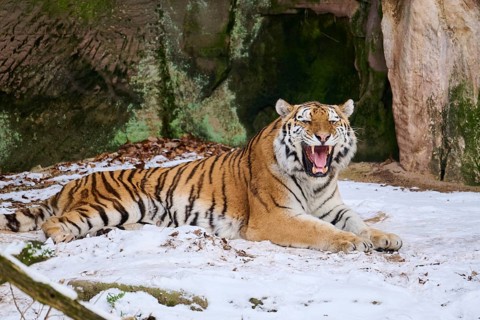 Siberian tiger (Panthera tigris altaica) lying in the snow in winter, captive, Germany, Europe
