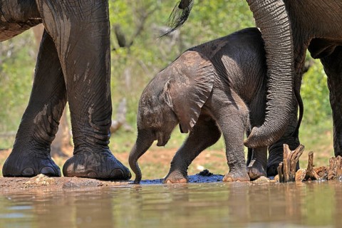 African elephant (Loxodonta africana), young animal, with mother, baby elephant, calf, at the