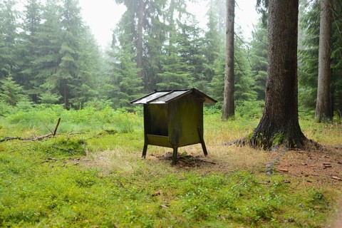 Small deer feeding house in a forest surrounded by tall trees and green undergrowth, exuding a