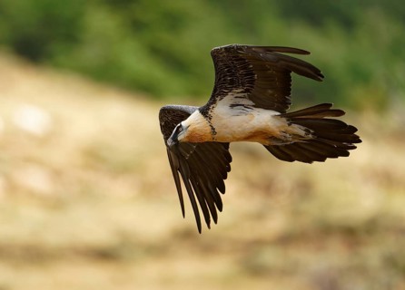 Old bearded vulture (Gypaetus barbatus), flight, Catalonia, Pyrenees, Spain, Europe