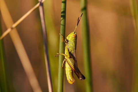Close-up of a green grasshopper (locusta) climbing on a plant, Strofilia biotope, wetlands,