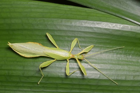 Changing leaf (Phyllium philippinicum), male, captive, occurrence in the Philippines