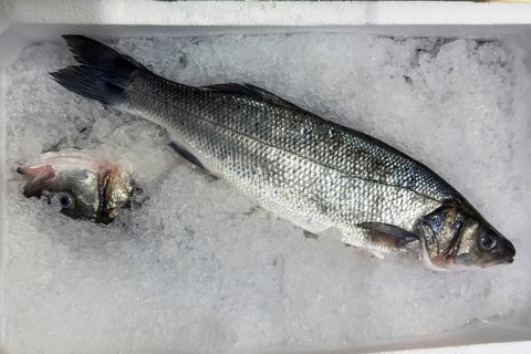 Display of fish caught whole fish European bass (Dicentrarchus labrax) also sea bass Loup de Mer