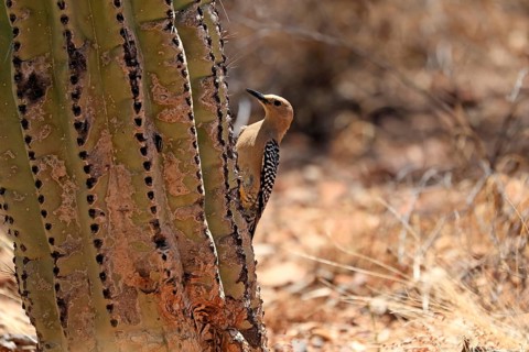 Gila woodpecker (Melanerpes uropygialis), adult, female, on saguaro cactus, Sonora Desert, Arizona,