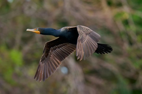 Double-crested cormorant (Phalacrocorax auritus), in flight, Wakodahatchee Wetlands, Delray Beach,