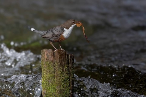 White-throated Dipper (Cinclus cinclus) with nesting material on an old wooden pole in the water,
