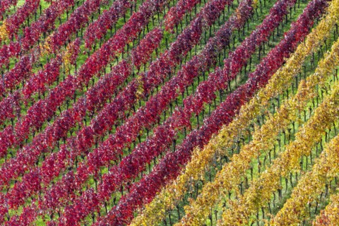 Vineyards in autumn, Rotenberg, Stuttgart, Baden-Württemberg, Germany, Europe