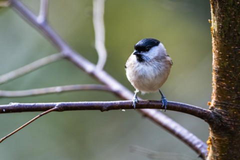 Willow Tit, Poecile montanus, bird in forest at winter sun