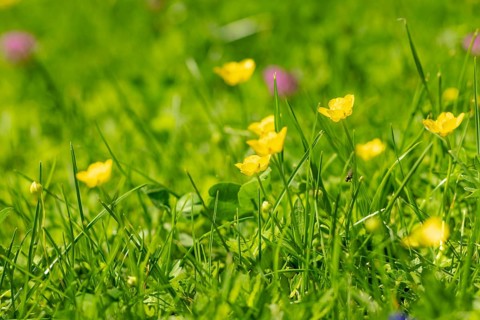 Yellow buttercup (Ranunculus) glow in the spring sun in a meadow, Ternitz, Lower Austria, Austria,