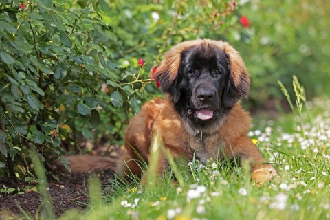 Leonberger