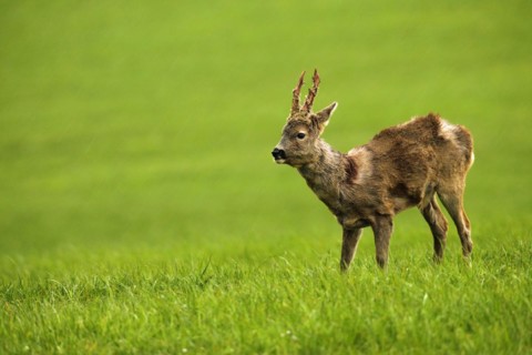 European roe deer (Capreolus capreolus) buck in shaggy winter coat with long, almost swept horns on