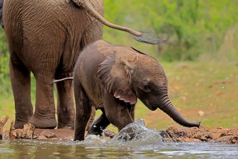 African elephant (Loxodonta africana), young animal, calf, baby elephant, mother, young animal with