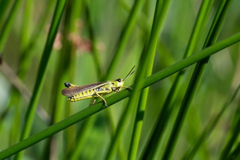 Large marsh grasshopper (Stethophyma grossum), sitting on a rush stalk, North Rhine-Westphalia,