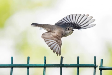 A spotted flycatcher (Muscicapa striata) in flight over a fence with outstretched wings, Hesse,