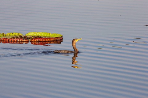 Humboldt Cormorant (Phalacrocorax brasilianus) Pantanal Brazil