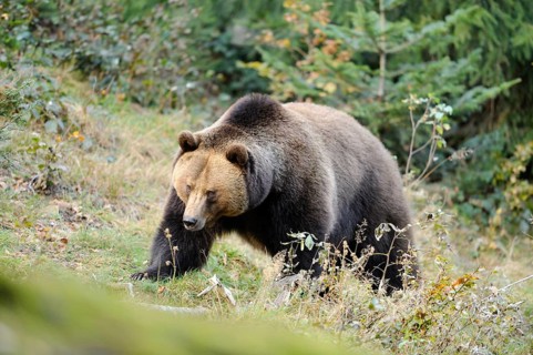 Eurasian brown bear (Ursus arctos arctos) in a forest, Bavarian Forest National Park