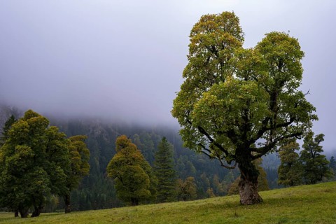Maple trees, (Acer pseudoplataus), near the Wankerfleck, Ammergau Alps, Ostallgäu, Bavaria,