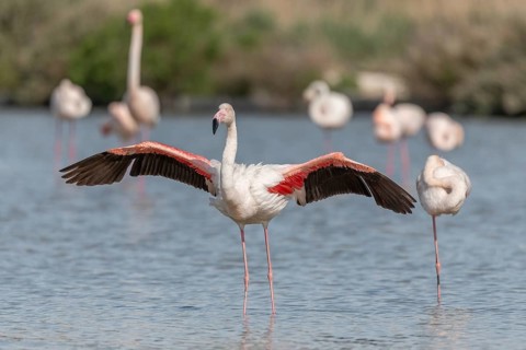 Flamingo (Phoenicopterus roseus) in a pond of a nature reserve. Saintes Maries de la Mer, Parc