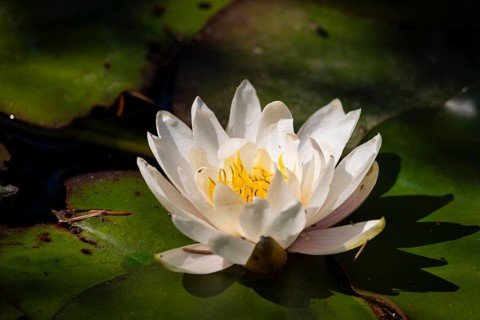 A European white water lily (Nymphaea) with a yellow centre lies on green leaves in a pond,