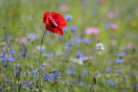 Flower meadow with poppy flower (Papaver rhoeas) and cornflowers (Centaurea cyanea), Emsland, Lower