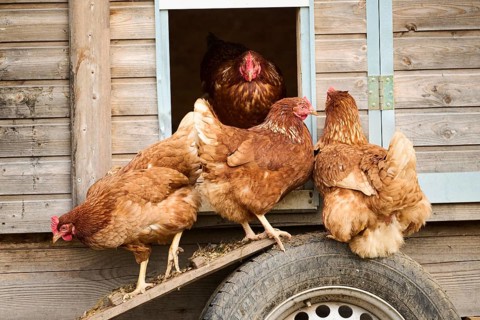 Group of brown chickens exiting a wooden coop, Chicken (Gallus domesticus), Austria, Europe