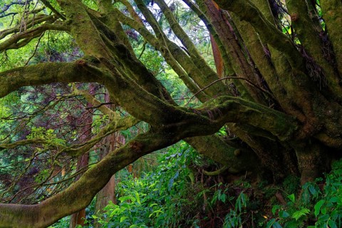 An old tree with thick, moss-covered branches, surrounded by dense greenery in the forest, Grena