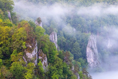 Limestone cliff tops between mixed forest, fog, band rocks, Leibertingen, Upper Danube nature park