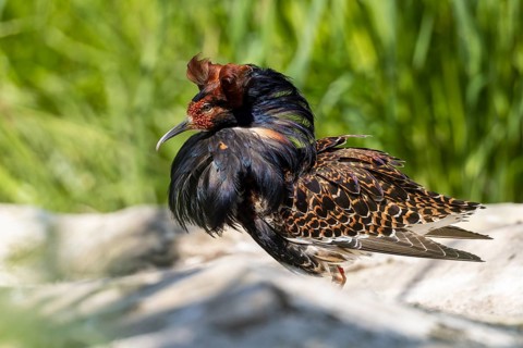 A bird with brown and black feathers stands on a stone in the meadow, ruff (Calidris pugnax, syn.:
