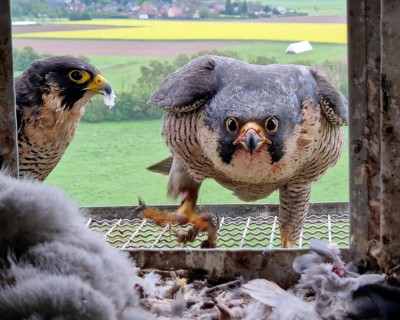 View into the nesting box of the peregrine falcons (Falco peregrinus), Germany, Europe