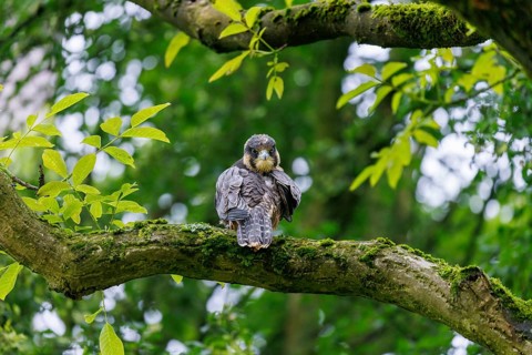 Peregrine falcon (Falco peregrinus), Germany, Europe