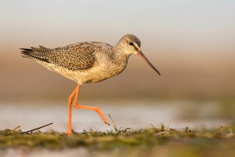 Spotted Redshank (Tringa erythropus) foraging, Poland, Europe