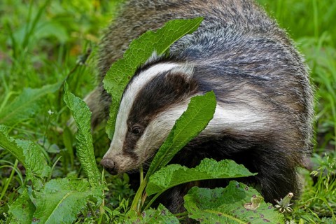 European badger (Meles meles) foraging in meadow, looking for earthworms, insects and amphibians at