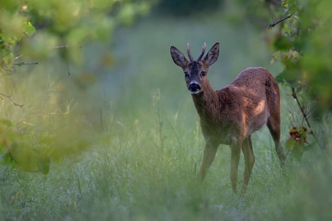 Roebuck in summer, leaf time, Wittlich, Rhineland-Palatinate, Germany, Europe
