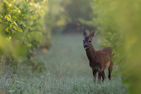Roebuck in summer, leaf time, Wittlich, Rhineland-Palatinate, Germany, Europe