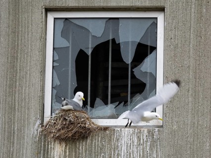 Black-legged kittiwake (Rissa tridactyla), breeding bird on nest, built on fishing harbour building