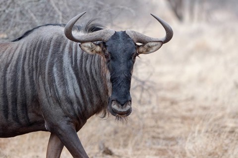 Blue wildebeest (Connochaetes taurinus), adult gnu walking, animal portrait, head close-up, Kruger