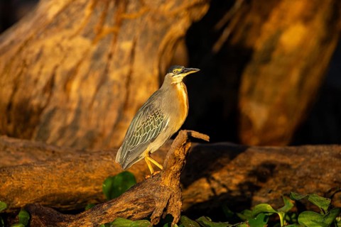 Mongrove Heron (Butorides striatus) Pantanal Brazil