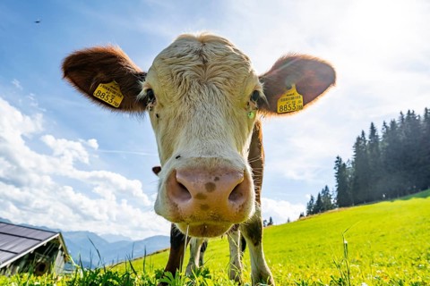 Young curious calf (Bos primigenius taurus), cow on an alpine meadow, snout stretched towards the