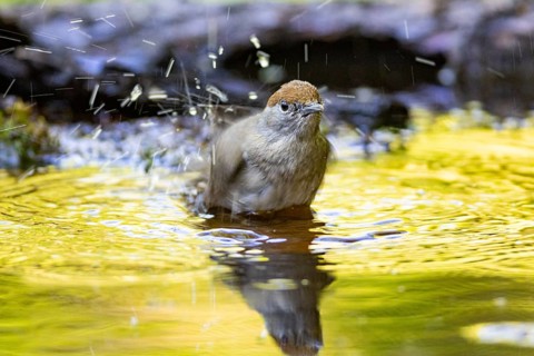 Blackcap (Sylvia atricapilla) wbl while bathing Germany