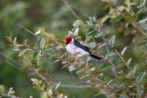 Mantled cardinal (Paroaria capitata) Pantanal Brazil
